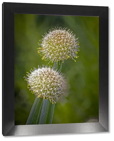 USA, Colorado, Fort Collins. White allium plant close-up