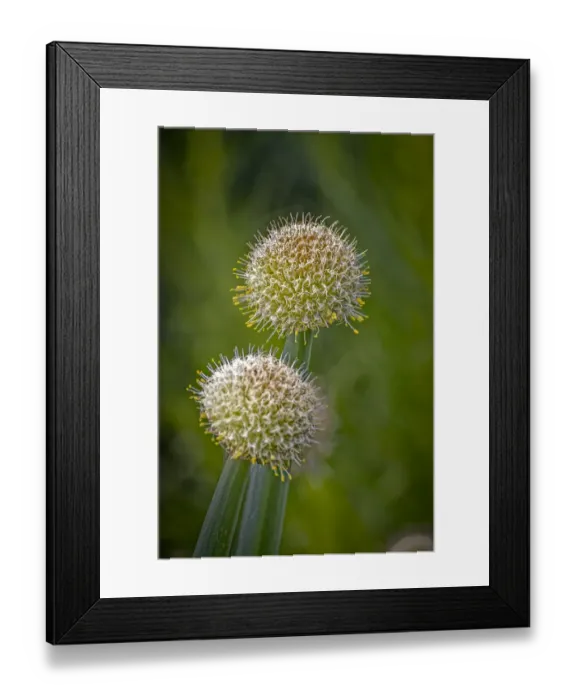 Framed Print : USA, Colorado, Fort Collins. White allium plant close-up