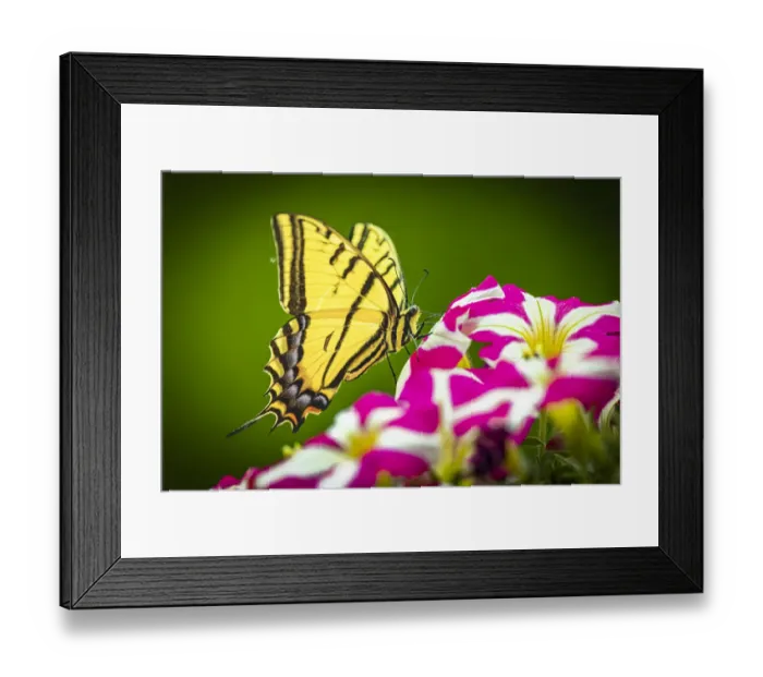 Framed Print : USA, Colorado, Fort Collins. Eastern tiger swallowtail on petunia flowers Framed Print : USA, Colorado, Fort Collins. Eastern tiger swallowtail on petunia flowers