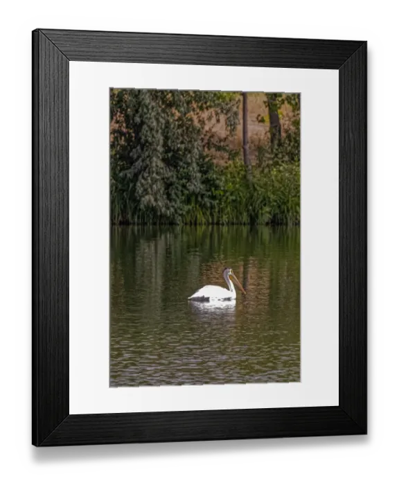 Framed Print : USA, Colorado, Windsor. American white pelican swimming in pond Framed Print : USA, Colorado, Windsor. American white pelican swimming in pond