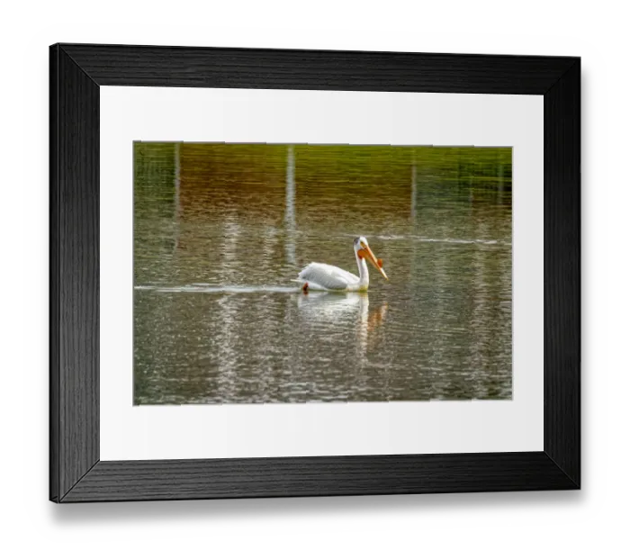 Framed Print : USA, Colorado, Windsor. American white pelican swimming in pond Framed Print : USA, Colorado, Windsor. American white pelican swimming in pond