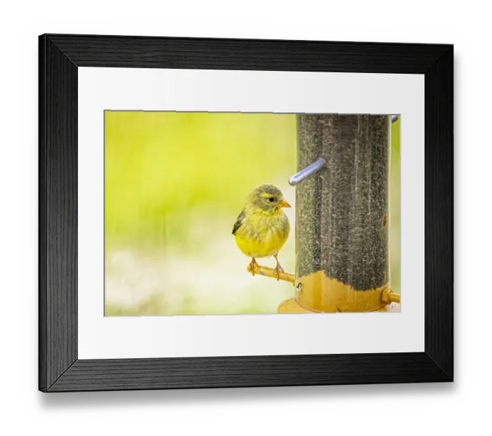 Framed Print : USA, Colorado, Fort Collins. Young male American goldfinch