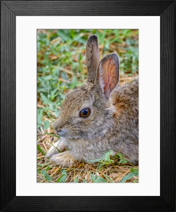 Framed Print : USA, Colorado, Fort Collins. Eastern cottontail rabbit close-up