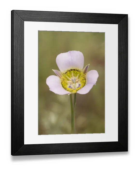 Framed Print : USA, Colorado, Woodland Park. Mariposa lily close-up Framed Print : USA, Colorado, Woodland Park. Mariposa lily close-up