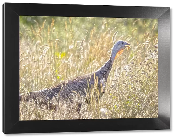 USA, Colorado, Fort Collins. Merriam wild turkey in grassy field
