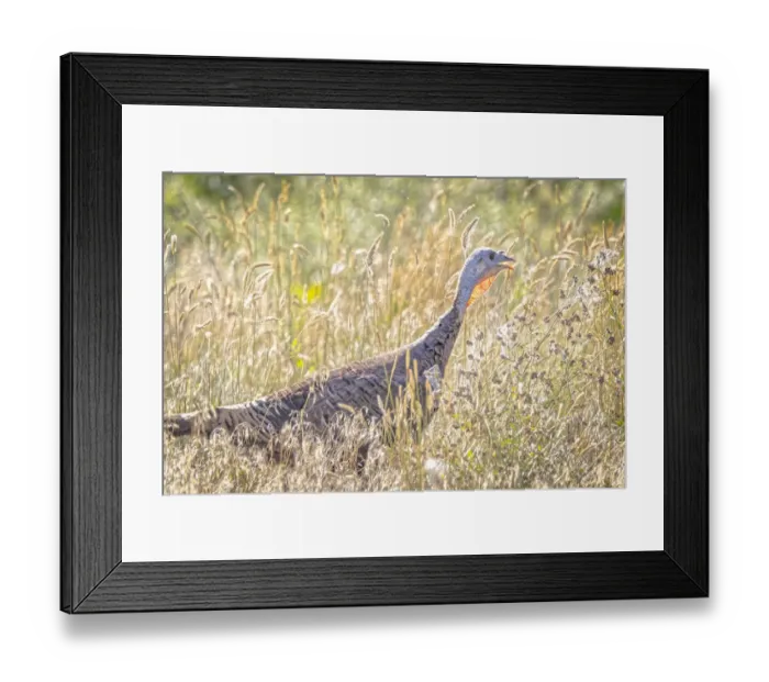 Framed Print : USA, Colorado, Fort Collins. Merriam wild turkey in grassy field