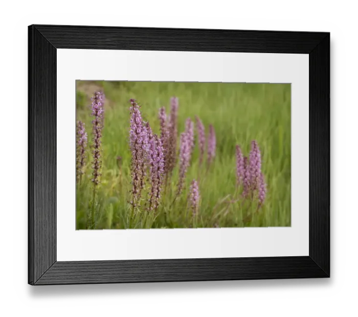 Framed Print : USA, Colorado, Gunnison National Forest. Elephant head flowers close-up Framed Print : USA, Colorado, Gunnison National Forest. Elephant head flowers close-up