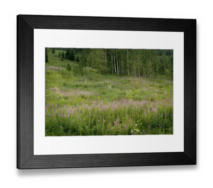 Framed Print : USA, Colorado, Gunnison National Forest. Fireweed wildflowers and aspens in meadow Framed Print : USA, Colorado, Gunnison National Forest. Fireweed wildflowers and aspens in meadow