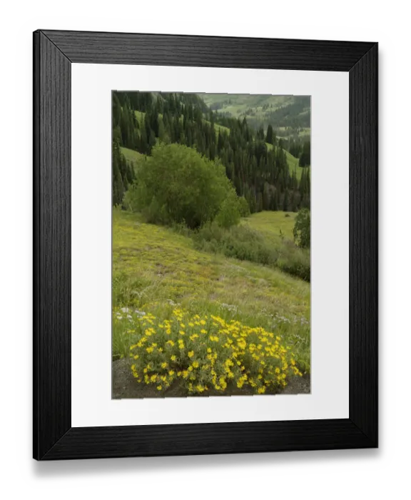 Framed Print : USA, Colorado, Gunnison National Forest. Hairy golden aster flowers and mountain landscape Framed Print : USA, Colorado, Gunnison National Forest. Hairy golden aster flowers and mountain landscape