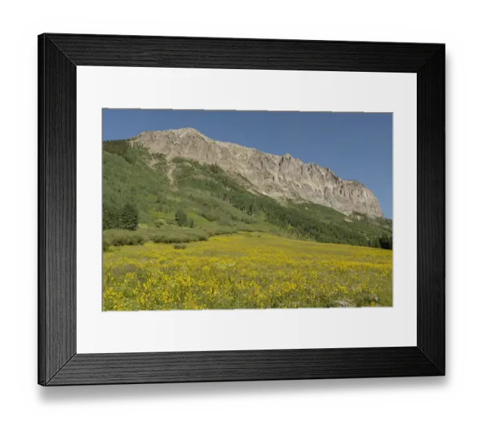 Framed Print : USA, Colorado, Gunnison National Forest. Mule-ears flowers in field below Gothic Mountain