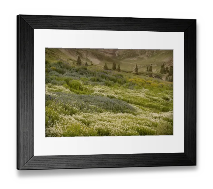 Framed Print : USA, Colorado, American Basin. Wildflowers in mountain meadow