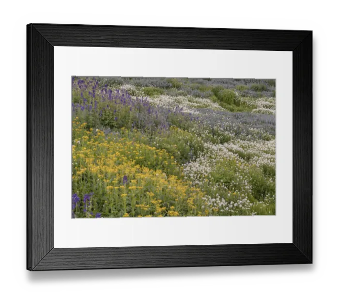 Framed Print : USA, Colorado, American Basin. Wildflowers in mountain meadow