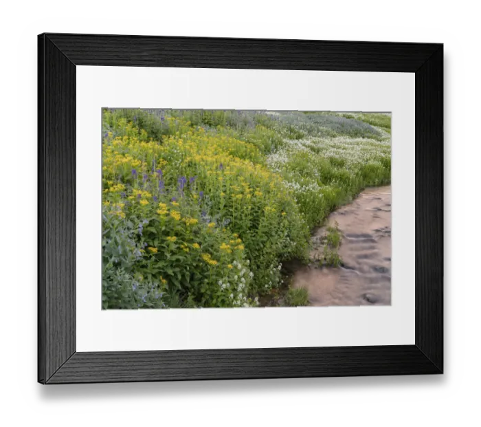 Framed Print : USA, Colorado. Mountain wildflowers and stream Framed Print : USA, Colorado. Mountain wildflowers and stream