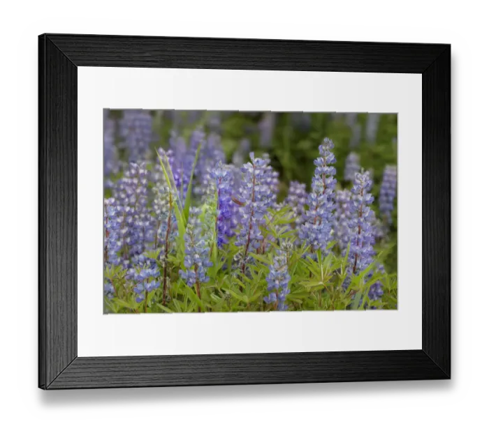 Framed Print : USA, Colorado, Gunnison National Forest. Lupine flowers in San Juan Mountains Framed Print : USA, Colorado, Gunnison National Forest. Lupine flowers in San Juan Mountains