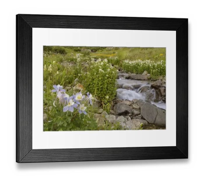 Framed Print : USA, Colorado. Mountain wildflowers and stream Framed Print : USA, Colorado. Mountain wildflowers and stream