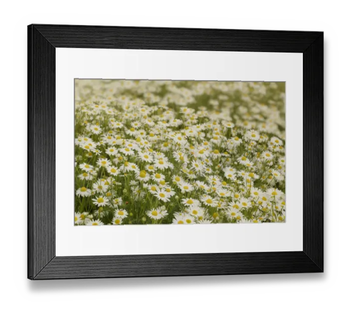 Framed Print : USA, Colorado. Wild chamomile flowers in a mountain meadow Framed Print : USA, Colorado. Wild chamomile flowers in a mountain meadow