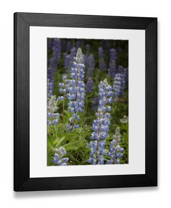 Framed Print : USA, Colorado, Gunnison National Forest. Lupine flowers in San Juan Mountains Framed Print : USA, Colorado, Gunnison National Forest. Lupine flowers in San Juan Mountains