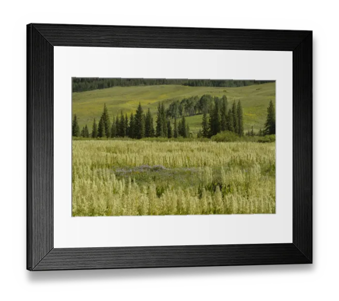Framed Print : USA, Colorado, Gunnison National Forest. Cornhusk lilies in mountain meadow