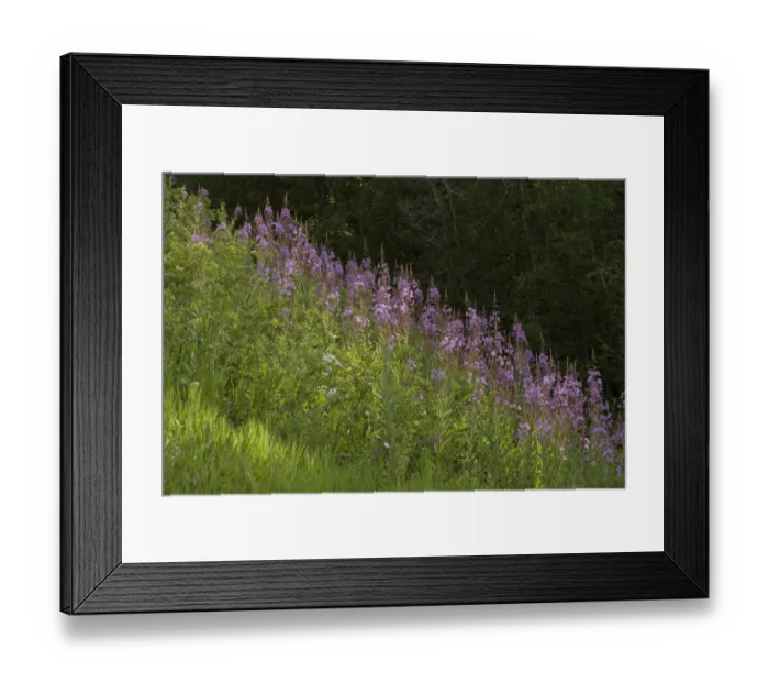 Framed Print : USA, Colorado, Gunnison National Forest. Fireweed flowers