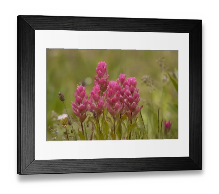Framed Print : USA, Colorado, American Basin. Rosy paintbrush flowers close-up