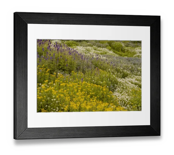 Framed Print : USA, Colorado, Gunnison National Forest. Field of wildflowers Framed Print : USA, Colorado, Gunnison National Forest. Field of wildflowers