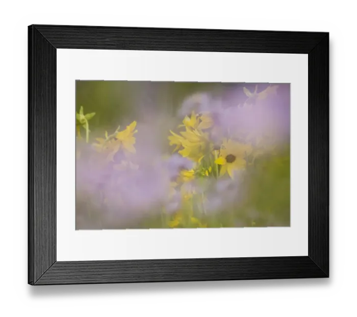 Framed Print : USA, Colorado, Gunnison National Forest. Mule-ears and aster flowers abstract Framed Print : USA, Colorado, Gunnison National Forest. Mule-ears and aster flowers abstract