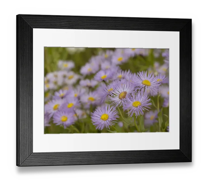 Framed Print : USA, Colorado, Gunnison National Forest. Showy daisy flowers close-up Framed Print : USA, Colorado, Gunnison National Forest. Showy daisy flowers close-up