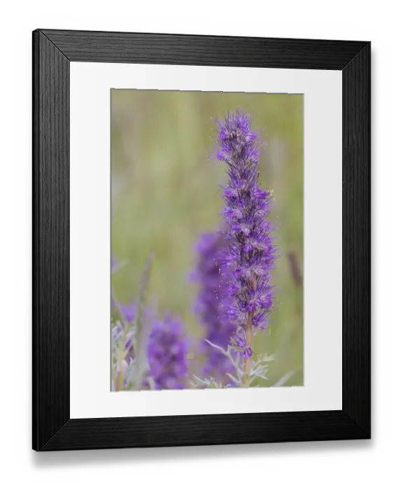 Framed Print : USA, Colorado, Gunnison National Forest. Purple fringe flower close-up Framed Print : USA, Colorado, Gunnison National Forest. Purple fringe flower close-up