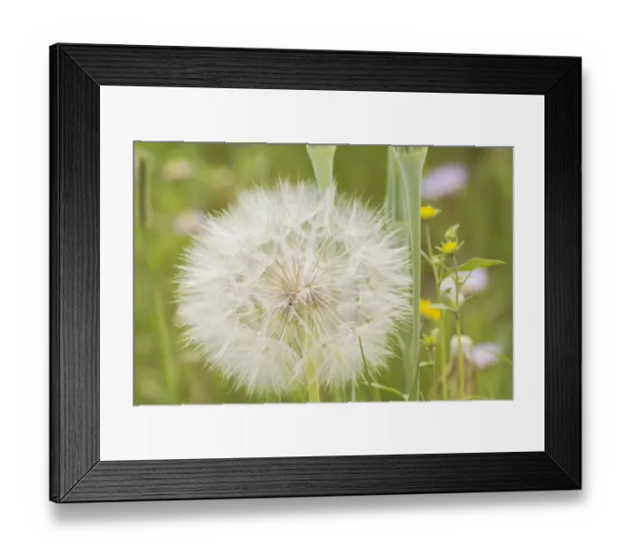 Framed Print : USA, Colorado, Gunnison National Forest. Western salsify seedhead close-up