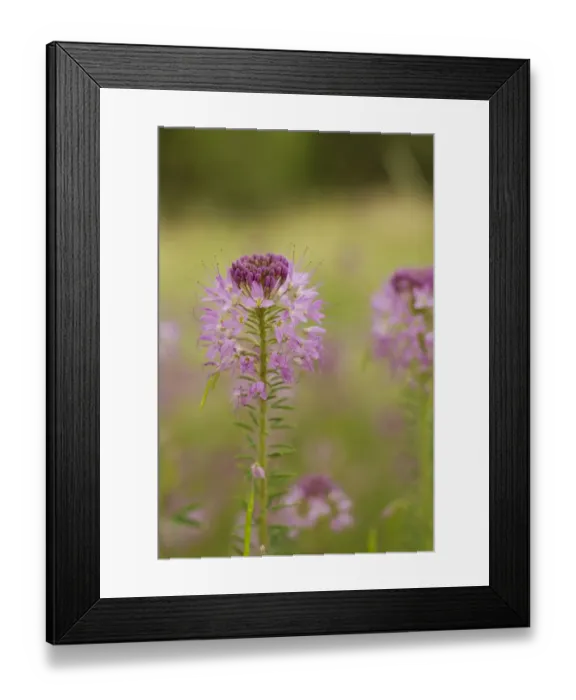 Framed Print : USA, Colorado. Rocky Mountain bee plant close-up