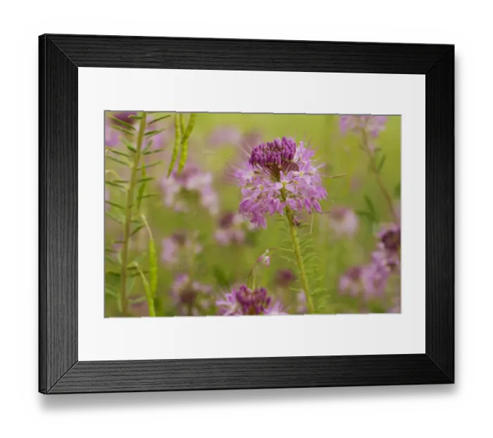 Framed Print : USA, Colorado. Rocky Mountain bee plant close-up