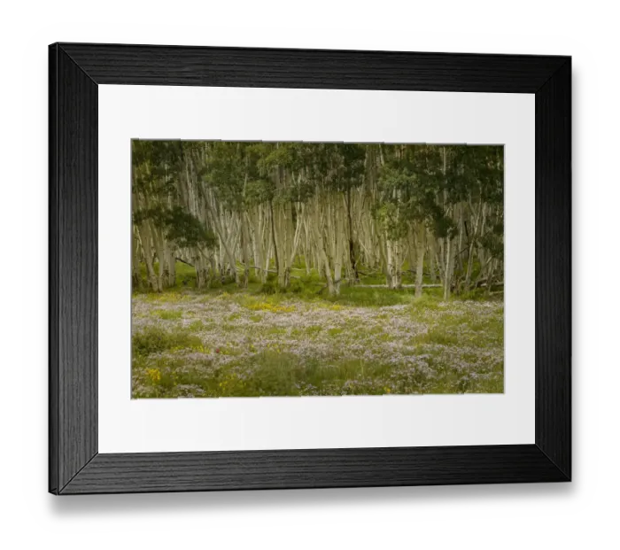 Framed Print : USA, Colorado, San Juan Mountains. Wildflowers in mountain meadow Framed Print : USA, Colorado, San Juan Mountains. Wildflowers in mountain meadow