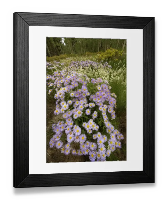 Framed Print : USA, Colorado, San Juan Mountains. Wildflowers in meadow