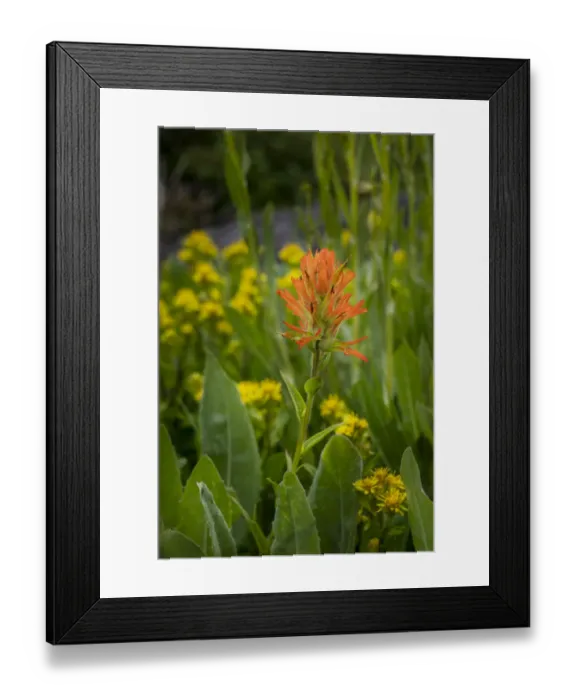 Framed Print : USA, Colorado, Uncompahgre National Forest. Indian paintbrush flower close-up