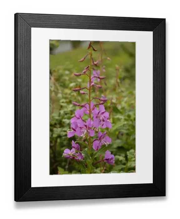 Framed Print : USA, Colorado, Uncompahgre National Forest. Fireweed flowers close-up Framed Print : USA, Colorado, Uncompahgre National Forest. Fireweed flowers close-up