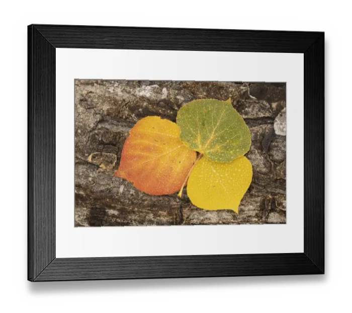 Framed Print : USA, Colorado, Uncompahgre National Forest. Wet aspen leaves on log Framed Print : USA, Colorado, Uncompahgre National Forest. Wet aspen leaves on log