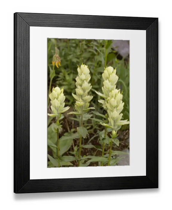 Framed Print : USA, Colorado, Uncompahgre National Forest. Yellow paintbrush flowers close-up Framed Print : USA, Colorado, Uncompahgre National Forest. Yellow paintbrush flowers close-up