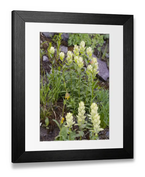 Framed Print : USA, Colorado, Uncompahgre National Forest. Yellow paintbrush flowers close-up Framed Print : USA, Colorado, Uncompahgre National Forest. Yellow paintbrush flowers close-up