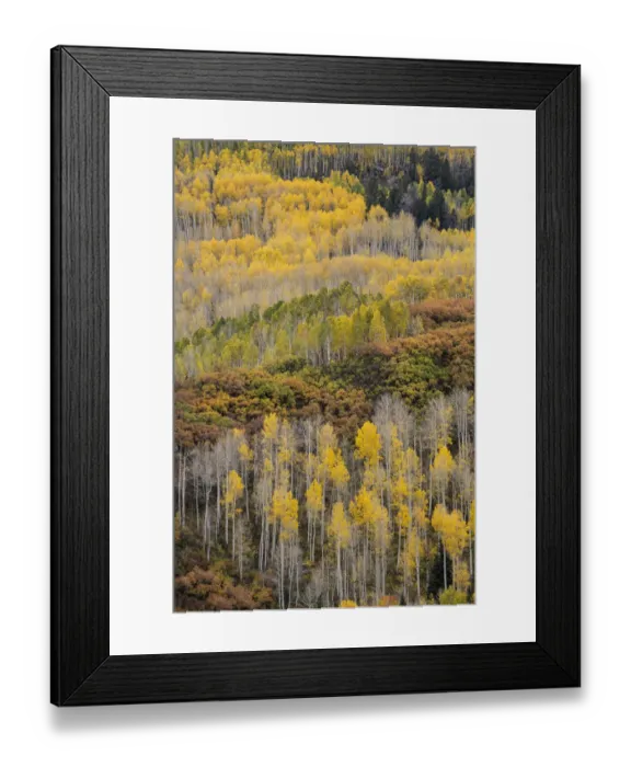 Framed Print : USA, Colorado, Uncompahgre National Forest. Autumn-colored forest