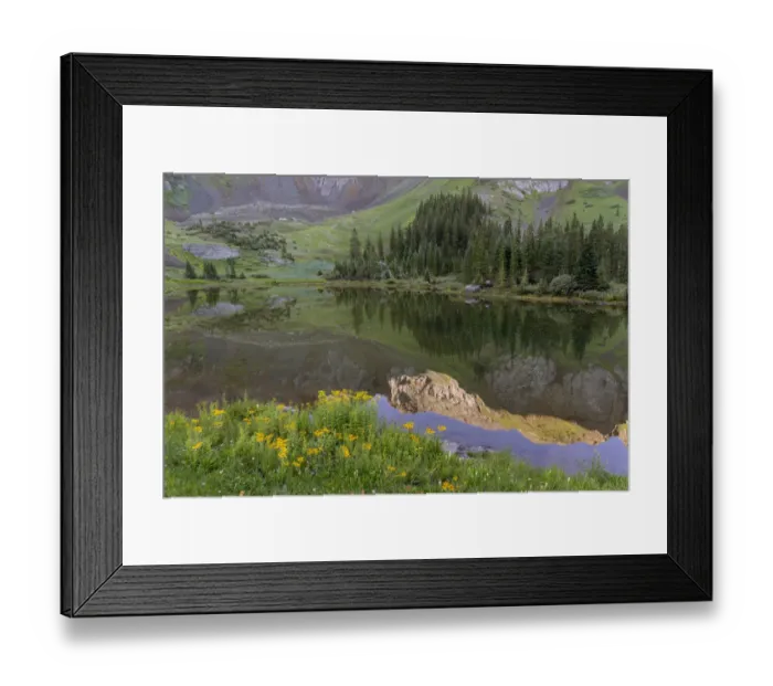Framed Print : USA, Colorado, Uncompahgre National Forest. Mountain wildflowers and pond landscape Framed Print : USA, Colorado, Uncompahgre National Forest. Mountain wildflowers and pond landscape