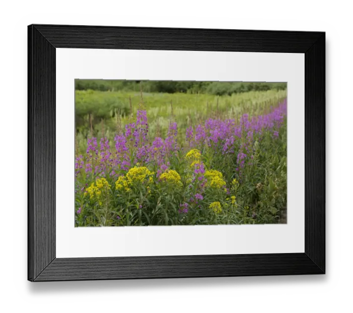 Framed Print : USA, Colorado, Gunnison National Forest. Springtime meadow with wildflowers Framed Print : USA, Colorado, Gunnison National Forest. Springtime meadow with wildflowers