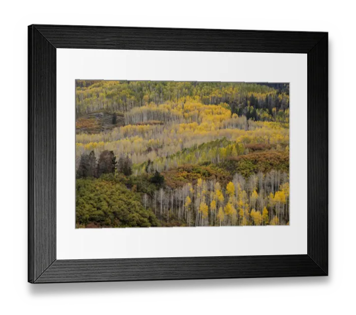 Framed Print : USA, Colorado, Uncompahgre National Forest. Autumn-colored forest