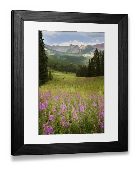 Framed Print : USA, Colorado, Gunnison National Forest. Fireweeds in mountain meadow
