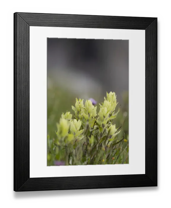 Framed Print : USA, Colorado, Gunnison National Forest. Yellow paintbrush flowers close-up Framed Print : USA, Colorado, Gunnison National Forest. Yellow paintbrush flowers close-up