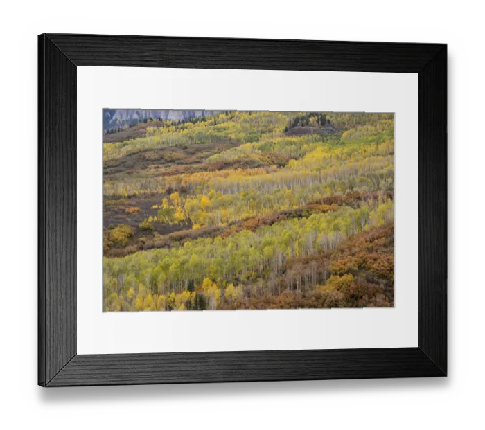 Framed Print : USA, Colorado, Uncompahgre National Forest. Autumn-colored forest