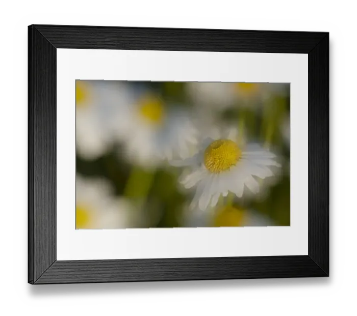 Framed Print : USA, Colorado, Gunnison National Forest. Wild chamomile flower abstract Framed Print : USA, Colorado, Gunnison National Forest. Wild chamomile flower abstract