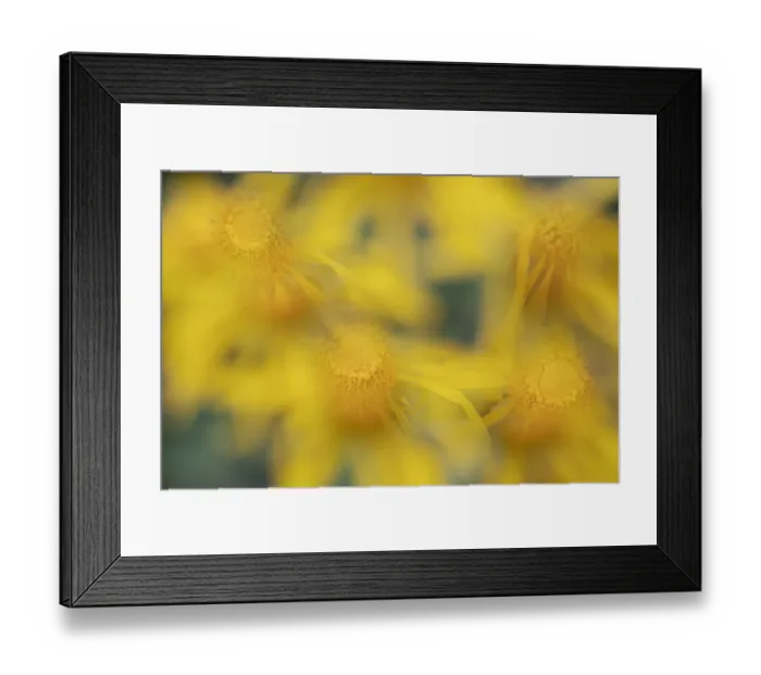 Framed Print : USA, Colorado, San Juan Mountains. Sneezeweed abstract Framed Print : USA, Colorado, San Juan Mountains. Sneezeweed abstract