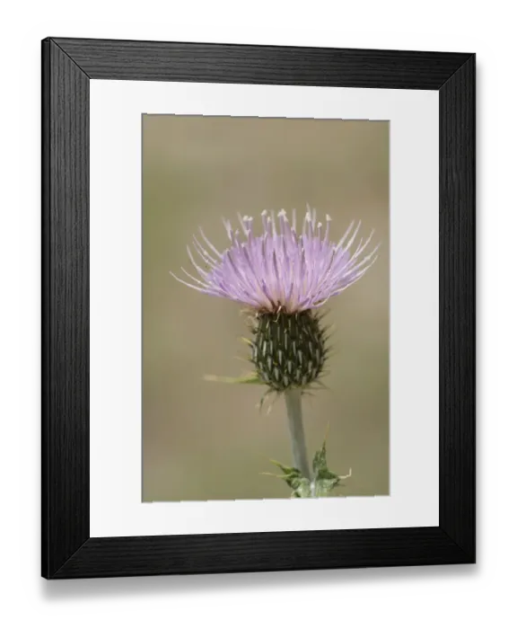 Framed Print : USA, Colorado, San Juan Mountains. Thistle flower close-up Framed Print : USA, Colorado, San Juan Mountains. Thistle flower close-up