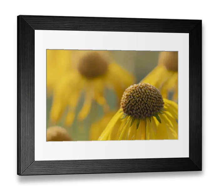Framed Print : USA, Colorado, Gunnison National Forest. Orange sneezeweed flowers close-up