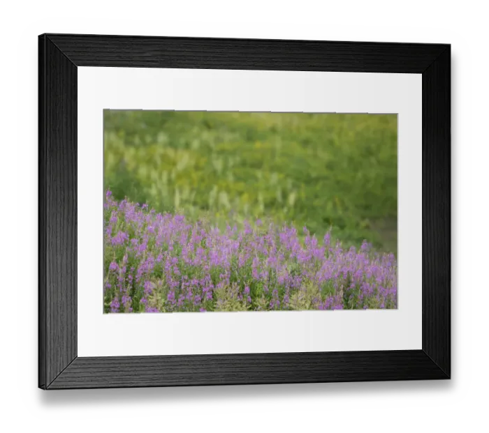 Framed Print : USA, Colorado, Gunnison National Forest. Fireweeds in mountain meadow
